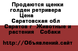 Продаются щенки голден ретривера › Цена ­ 25 000 - Саратовская обл., Саратов г. Животные и растения » Собаки   